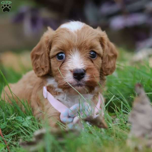 Makayla, Cavapoo Puppy